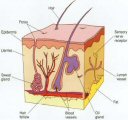 Diagram od skin anatomy